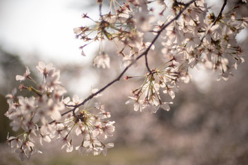 野川公園