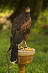 The Golden eagle (Aquila chrysaetos).