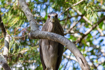 Black-crowned night heron (Nycticorax nycticorax) front view - Davie, Florida, USA