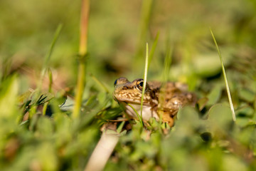 Little frog in grass