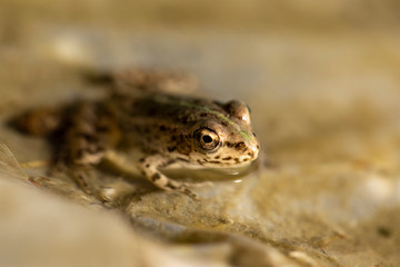 eye of the frog