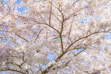 Fototapety  cherry blossom