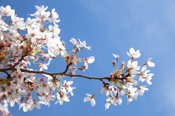 Blossom tree and blue sky natural spring flowers background