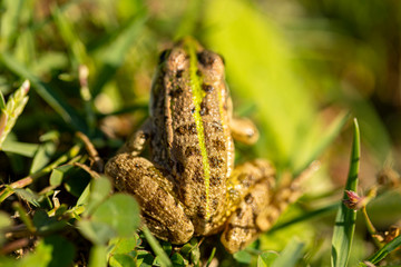 Skin texture of a frog