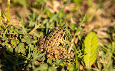 Frog on grass