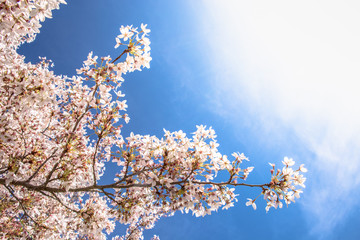 Blossom tree and blue sky natural spring flowers background