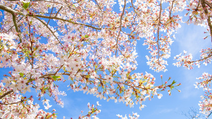 Fototapeta premium Blossom tree and blue sky natural spring flowers background