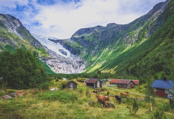 cows grazing in a field and glacier