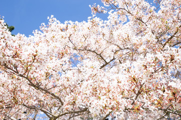 Blossom tree and blue sky natural spring flowers background