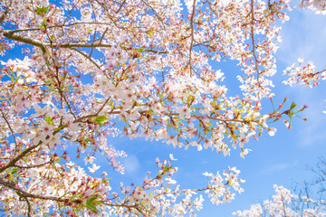 Blossom tree and blue sky natural spring flowers background