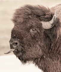 American Bison closeup in Badlands National Park