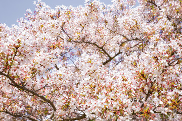 Blossom tree and blue sky natural spring flowers background