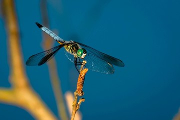 blue dragonfly