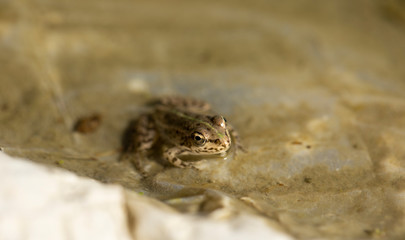 Frog in dirty water