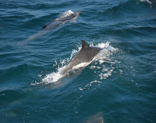 Dolphins racing near California beach