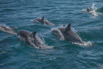 Dolphins racing near California beach