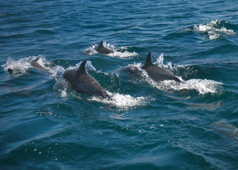 Dolphins racing near California beach