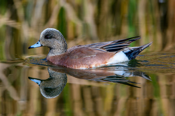 American widgoon drake with reflection in pond