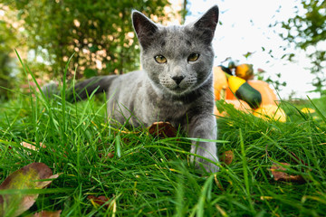 Garden Autumn Background. Stepping Cat