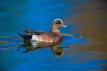 American widgeion duck with reflection in blue pond
