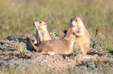 Prairie dogs in prairie dog town
