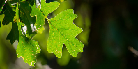Oak leaf in forest in dark background