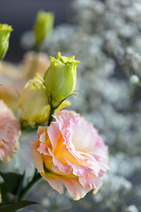 Beautiful and gentle pink Eustoma flowers, Lisianthus, tulip gentian, eustomas. Close up, vertical composition