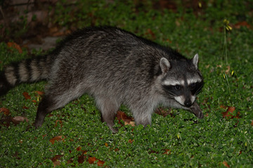 Naklejka na ściany i meble Raccoon in garden on lawn