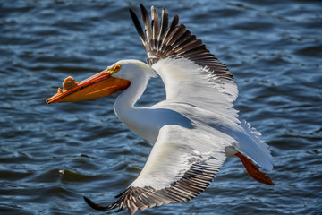 White Pelican flying by over water wings spread wide