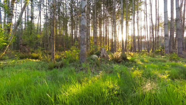 Walking through the forest at sunset with sun rays breaking through the trees