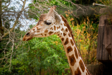 adorable portrait of a giraffe at the zoo