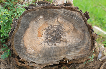 Fototapeta premium Cross section of old dry tree stump