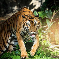 Photos of tiger naturally.