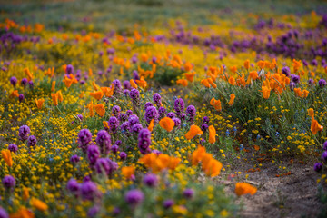 Orange California Poppies and Purple Owl's Clover in field with yellow flowers