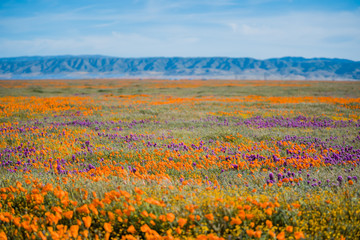 Orange California Poppies and Purple Owl's Clover in field in front of mountains