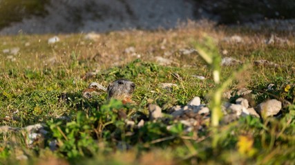 Murmeltier Suchbild