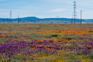 Orange California Poppies and Purple Owl's Clover in field in front of mountains - obrazy, fototapety, plakaty