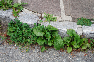 Weed control in the city. Dandelion and clover on the sidewalk between the paving bricks