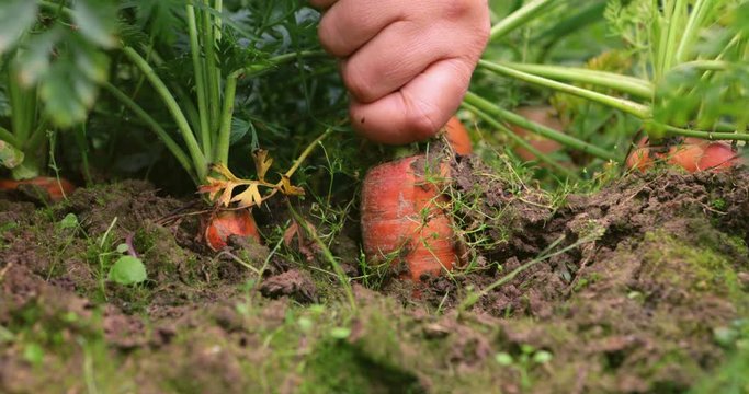 Woman hand pulls out ripe red carrot in garden bed. Carrot growing in the open air on a bed of organic. Close up angle. Grandmother's care. Organic farming concept of ecological no GMO farm food.