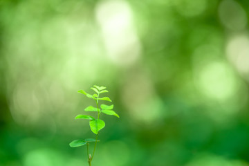 木漏れ日の下の若木