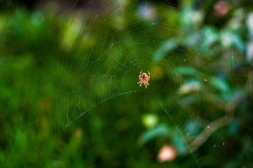 Clear spiderweb under repairs with large spider silhouetted against green foliage