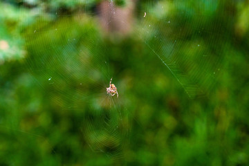 Spiderweb with large spider silhouetted against green foliage