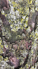 Old Bark and Moss Blend. Natural bark pattern of an old tree with traces of moss and mold. 