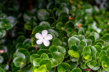 Natal Plum Carissa macrocarpa blossom with foliage