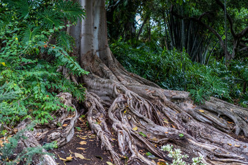 Rainforest tree root buttresses tropical