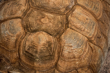 large tortoise shell pattern background and texture