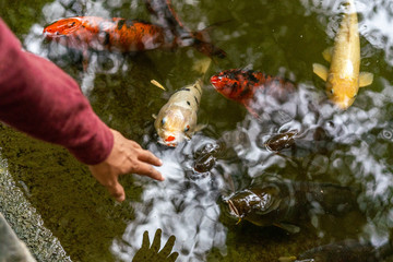 Fototapeta premium Koi fish attracted to human hand feeding