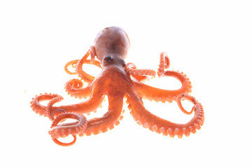 octopus © zhengzaishanchu