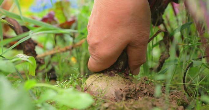 Woman hand pulls out big ripe beet from garden bed. Beets growing in the open air on a bed of organic. Close up angle. Grandmother's care. Organic farming concept of ecological no GMO farm food.