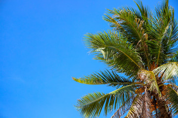 Fototapeta premium Coco palm crown on blue sky background, tropical nature abstract photo. Palm tree in sunny sky banner template